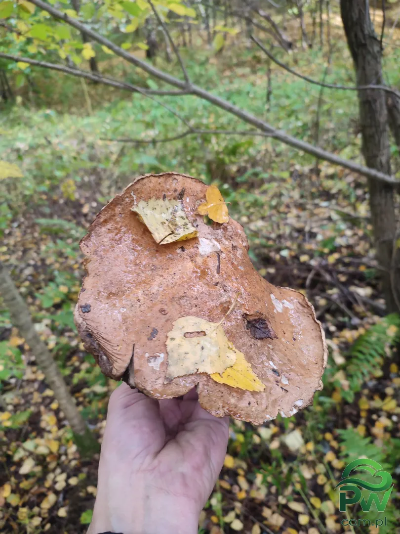 Roztoczańska Derylówka, Posiadłość - Noclegi Zamość, Agroturystyka - zdjęcie 3