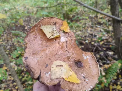 Roztoczańska Derylówka, Posiadłość - Noclegi Zamość, Agroturystyka - miniatura 3