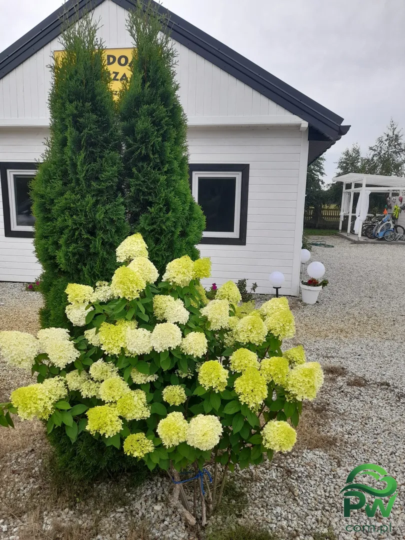 Zdjęcie nr 17